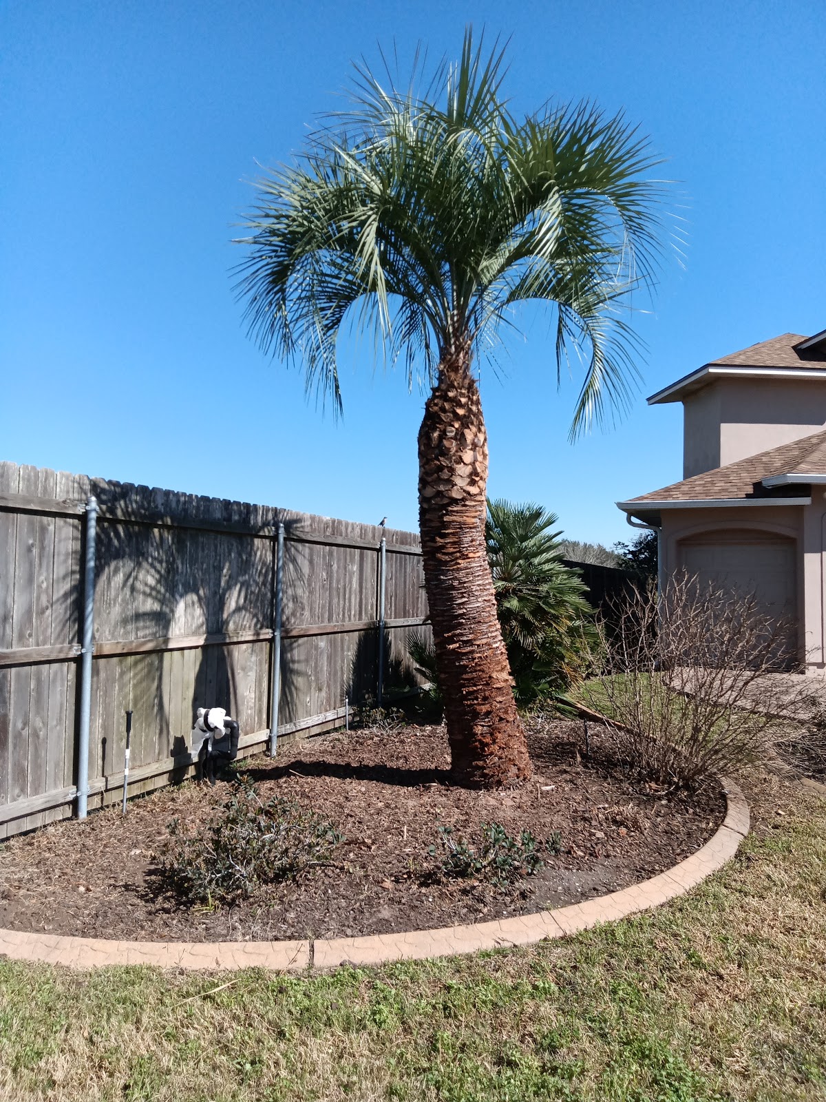 Trimmed palm tree after service