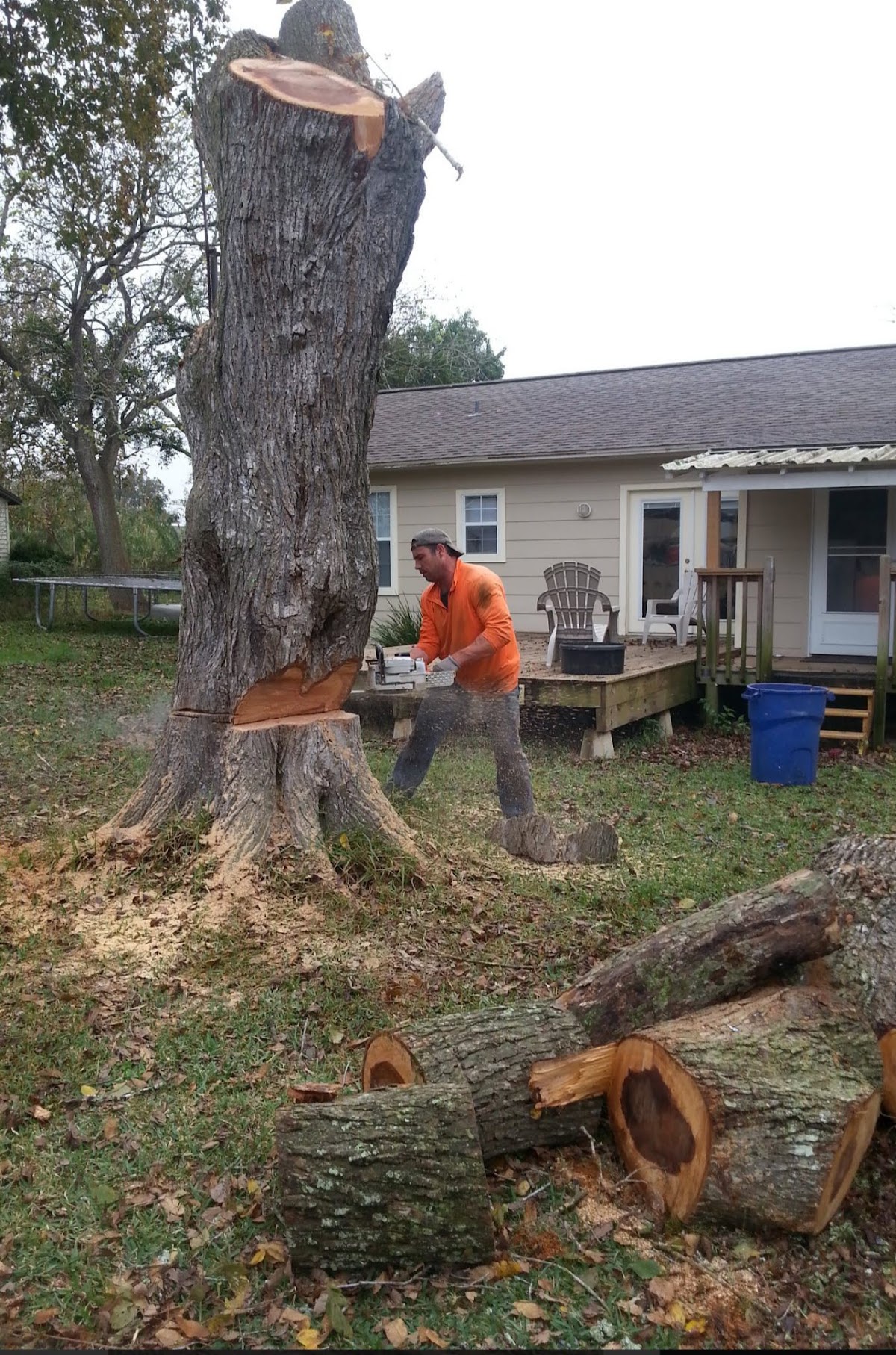 Tree trimming service