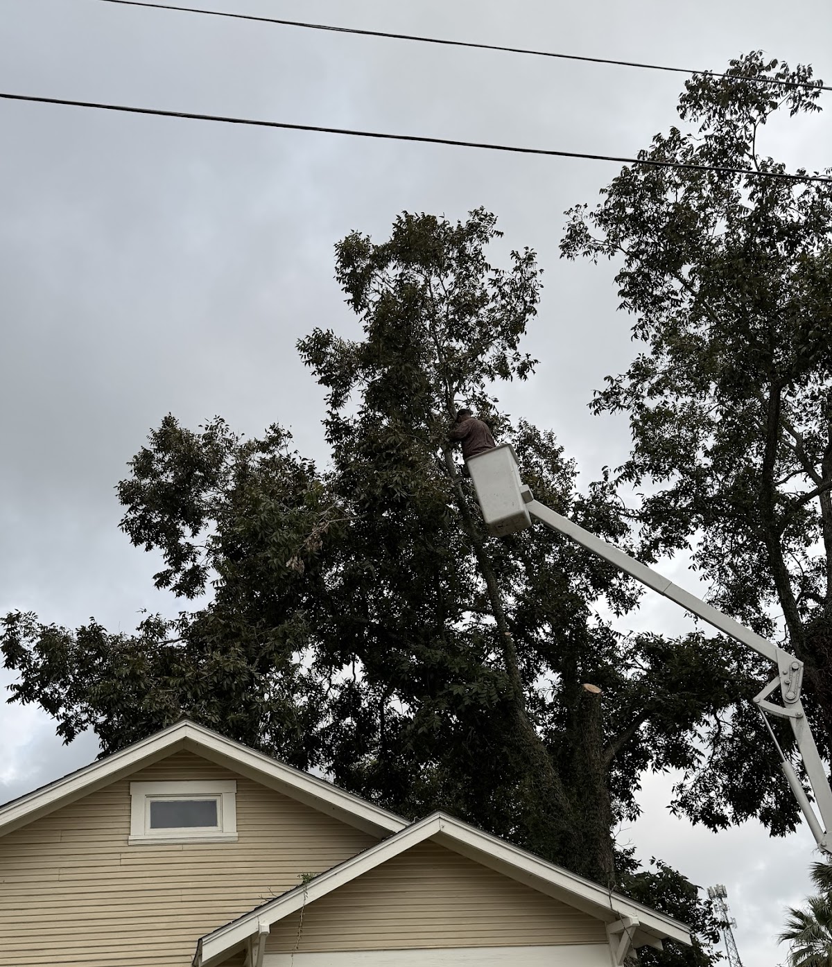Bucket truck tree removal