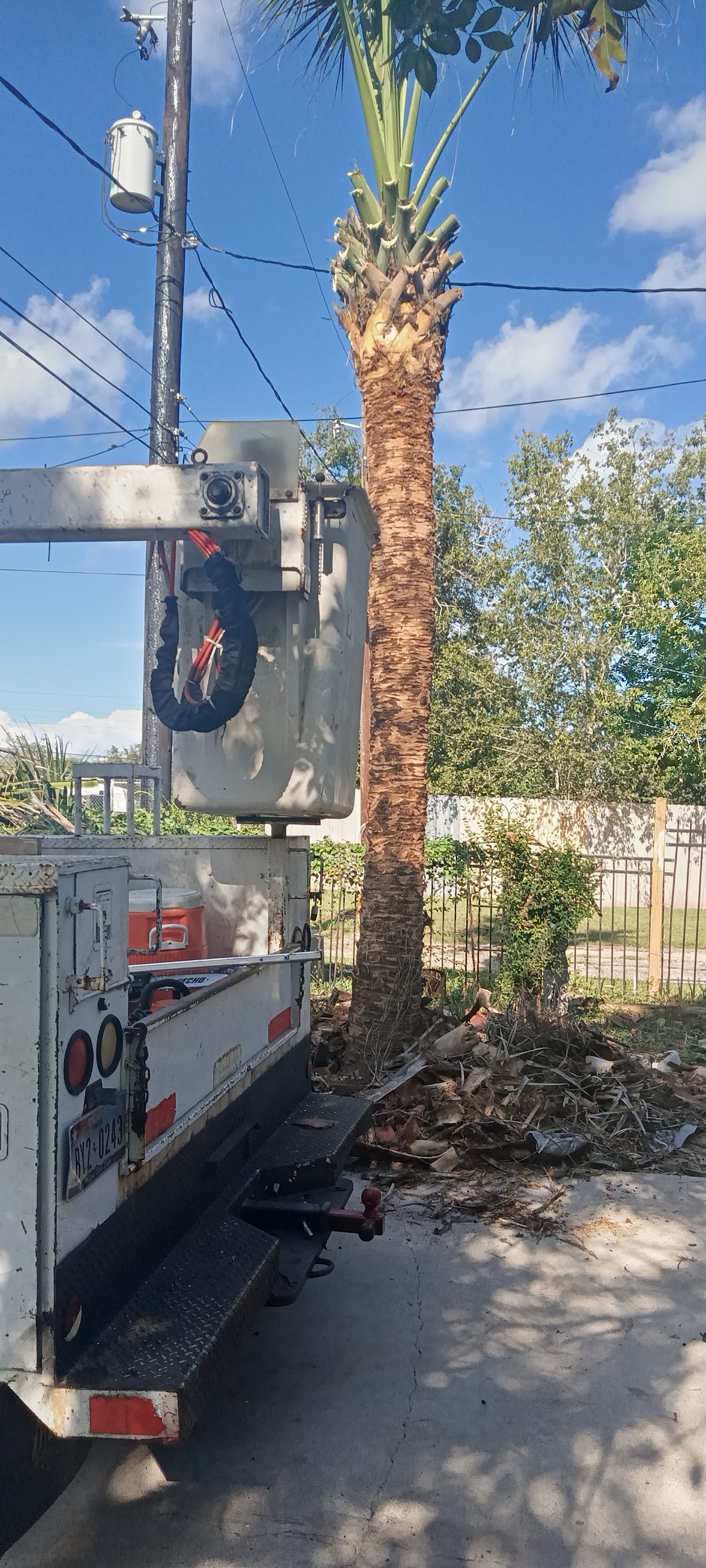 Bucket truck with palm tree