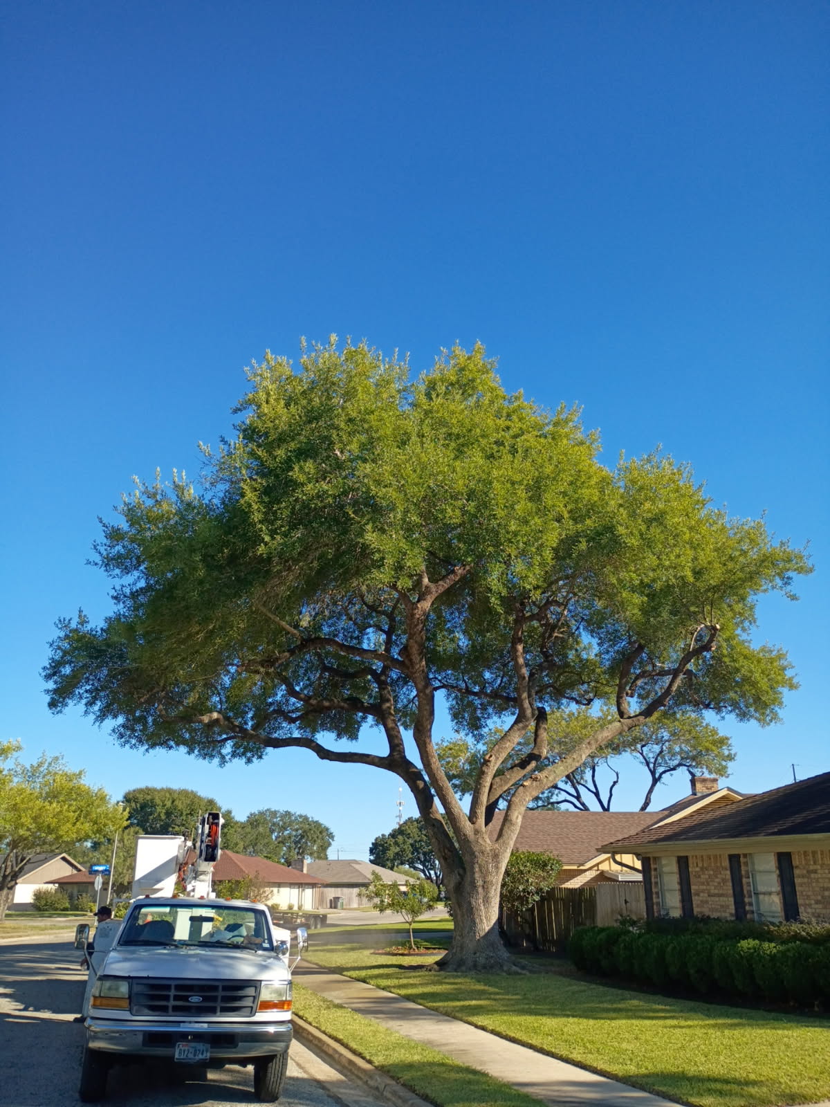 Large live oak tree, Victoria TX